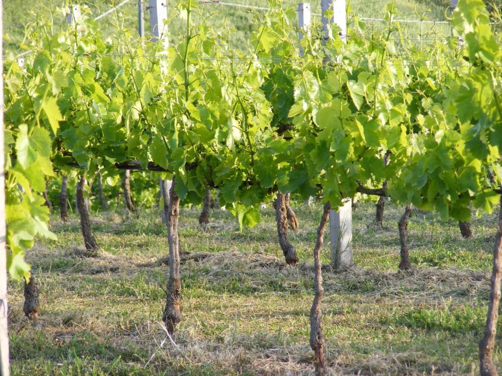 Casa di campagna Tenuta Su Vrau